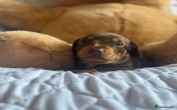 Miniature Dachshund dogs for sale: Kennel club registered dachshund puppys PRA clear  - Image 10