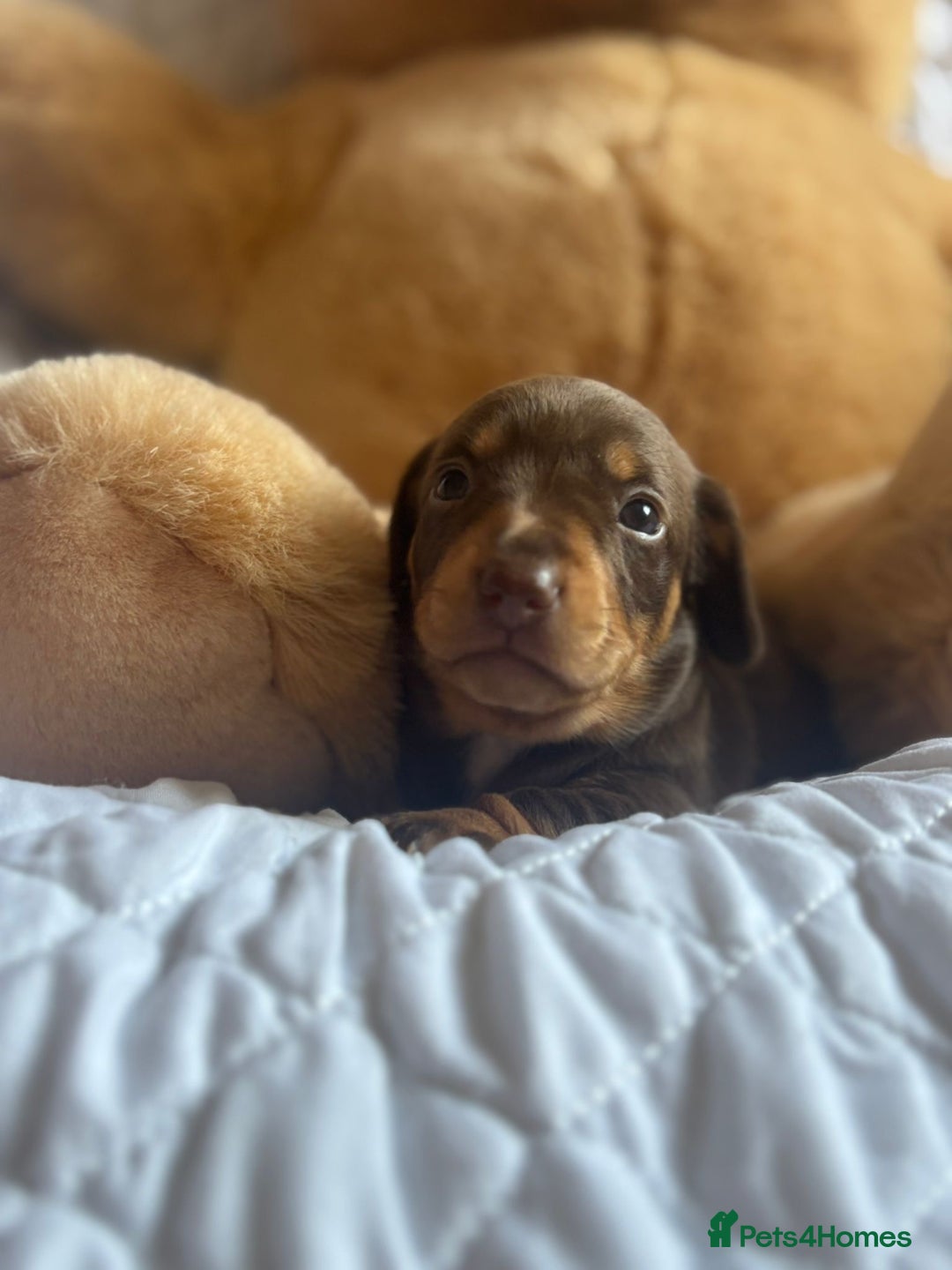 Miniature Dachshund dogs for sale: Kennel club registered dachshund puppys PRA clear  - Image 10