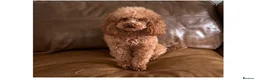 Toy Poodle dogs for stud: Health tested fox red toy poodle stud  - Advert 1