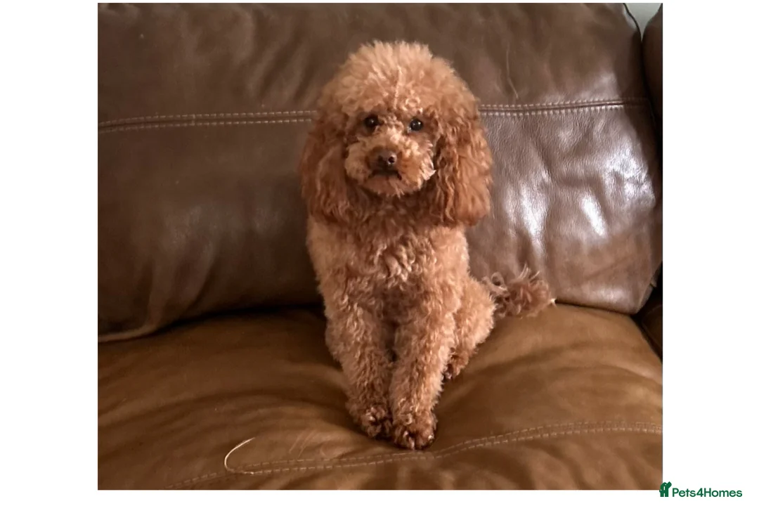 Toy Poodle dogs for stud: Health tested fox red toy poodle stud  - Advert 1
