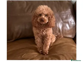 Toy Poodle dogs Health tested fox red toy poodle stud - Advert 21