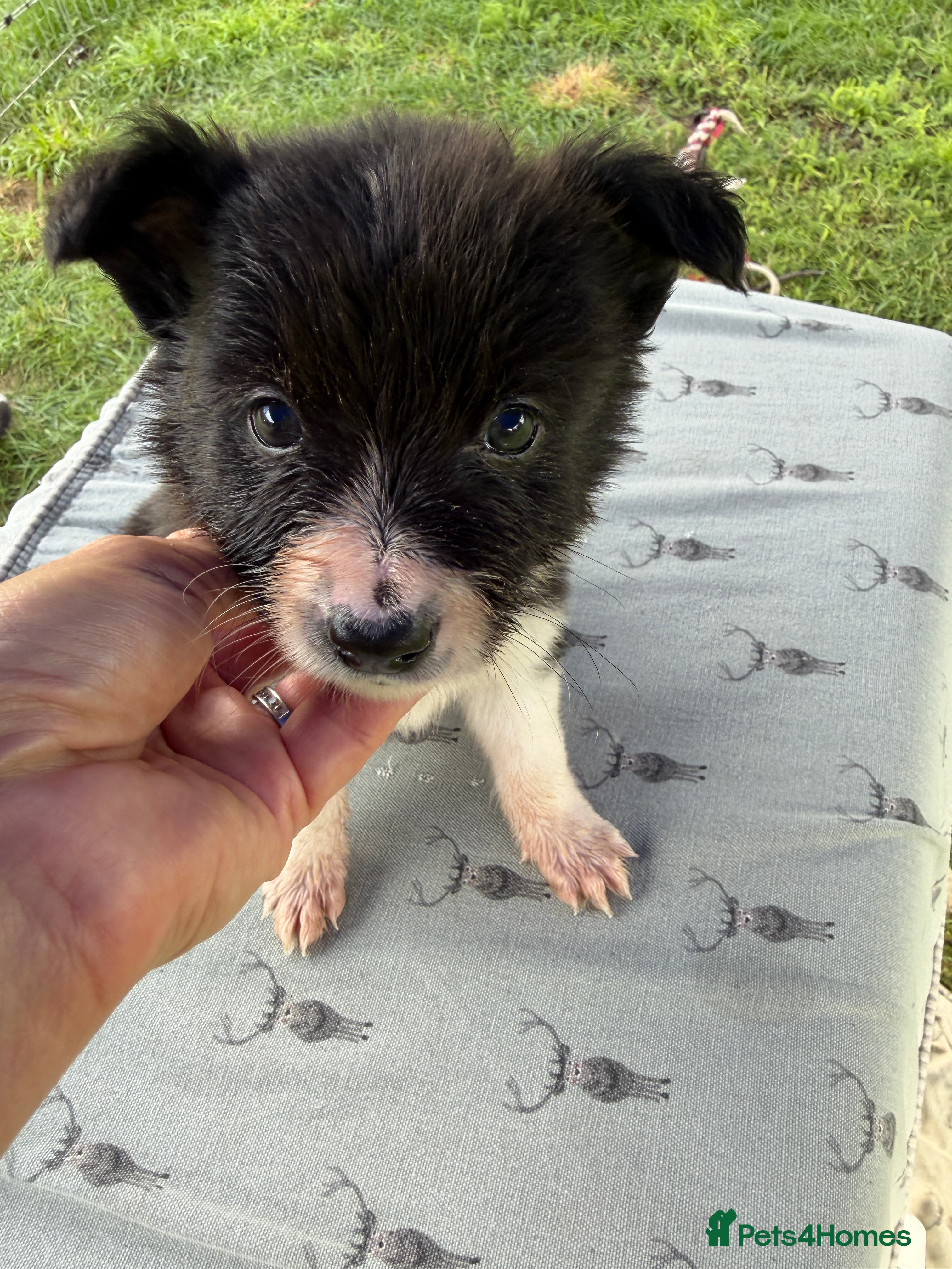 Border Collie dogs Lovely Blue Merle and Black white Border Collie  - Advert 2