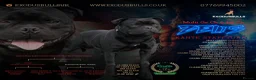 Staffordshire Bull Terrier dogs for sale: KC REG CHAMPION Staffordshire bull terrier puppies - Advert 3