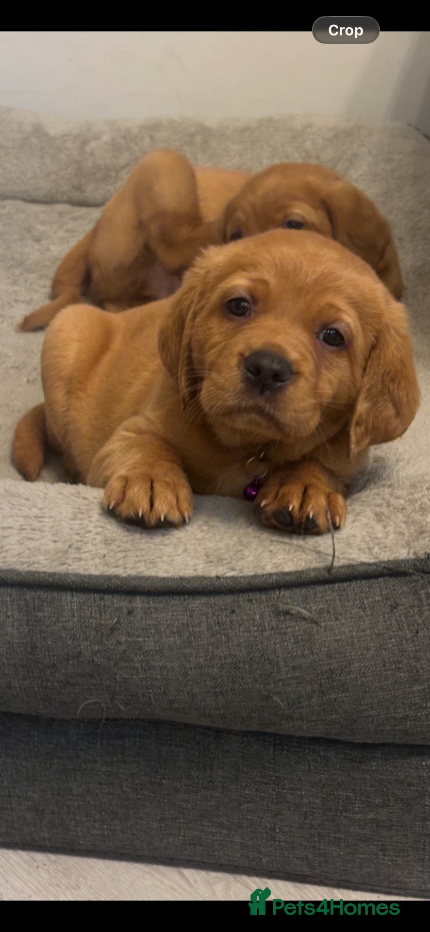 Cockerdor dogs Cockerdor puppies - Advert 12