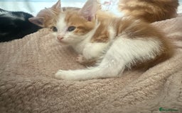 Mixed Breed cats for sale: Female ginger kitten  - Image 1
