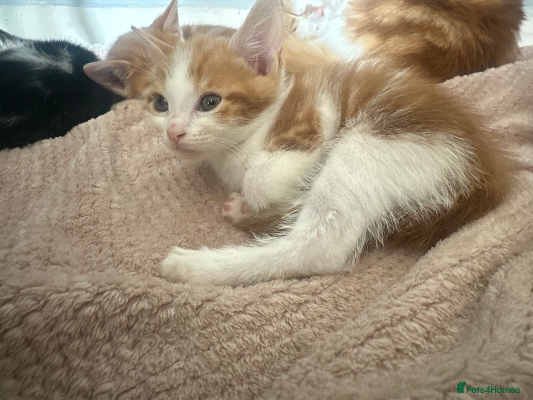 Mixed Breed cats for sale: Female ginger kitten  - Image 1