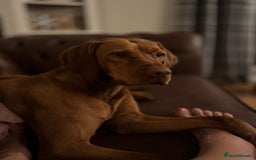 Hungarian Vizsla dogs for sale: Bela is Expecting! Hungarian Vizsla Puppies - Image 4