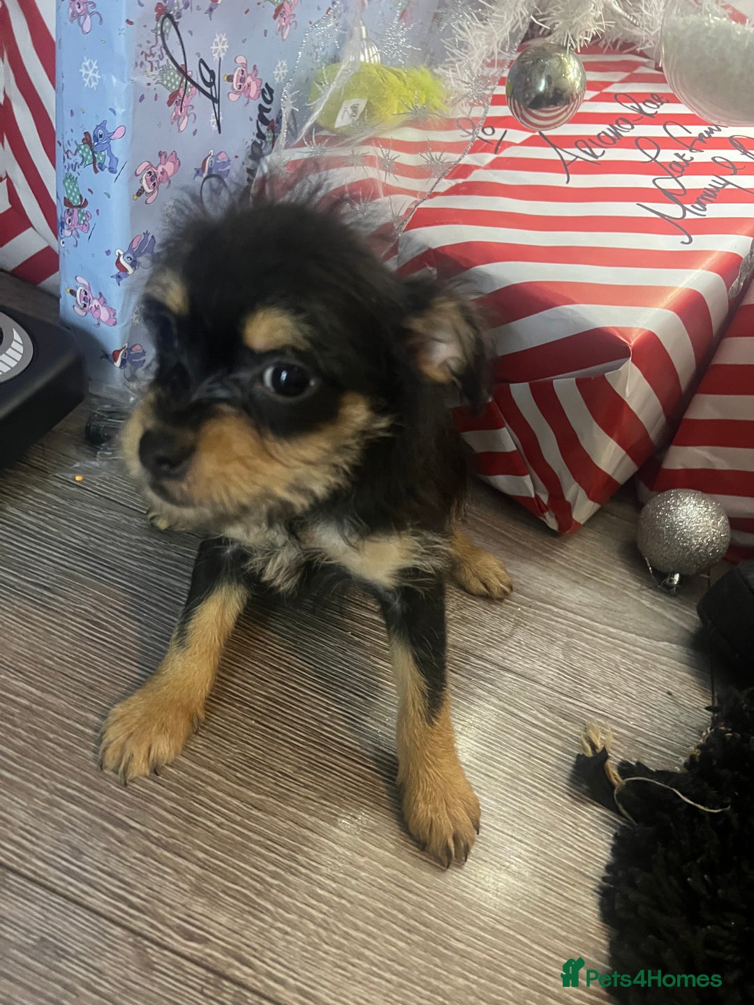 Mixed Breed dogs for sale: Jackapoo frenchy - Advert 22