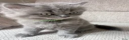 Scottish Fold cats for sale: Beautiful Scottish Fold Kittens 🐾 in Huntingdon - Advert 24