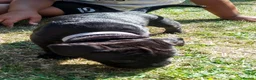 Mixed Breed dogs for sale: Staffy cross lurches  in Wolverhampton - Advert 4