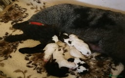 Labradoodle dogs for sale: Curly Coated Hypo-Allergenic Labradoodle Puppies   - Image 1