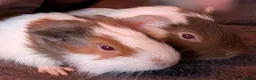 Guinea Pig rodents for sale: 2 beautiful male guinea pigs  - Advert 3