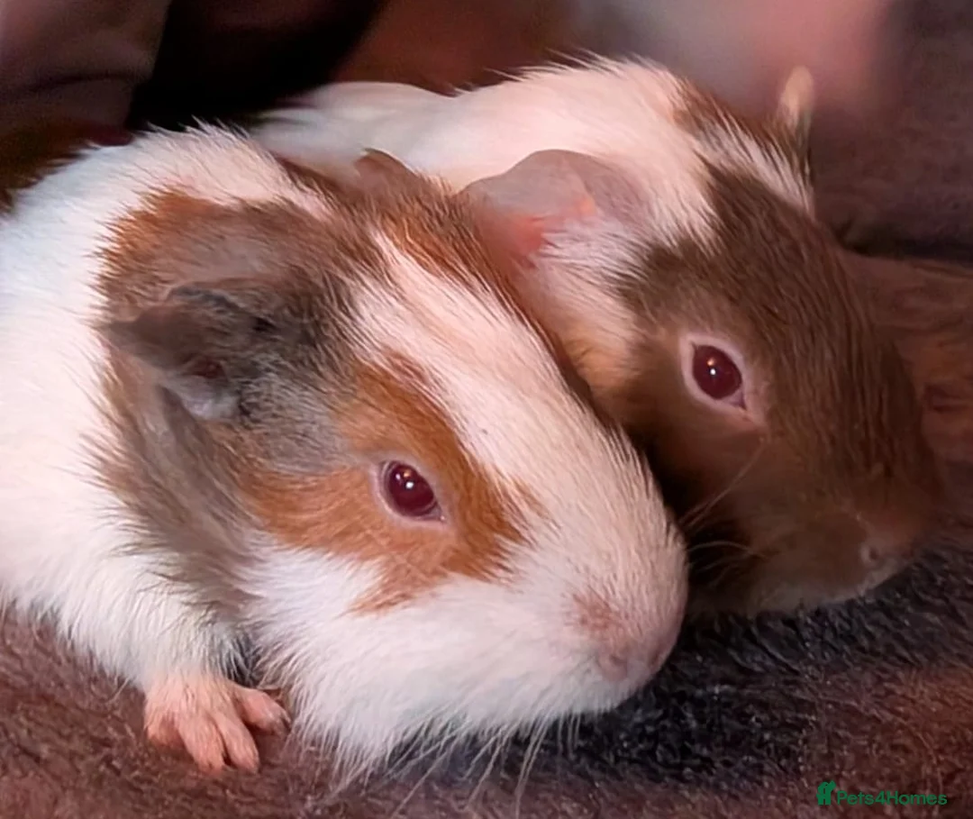 Guinea Pig rodents for sale: 2 beautiful male guinea pigs  - Advert 3