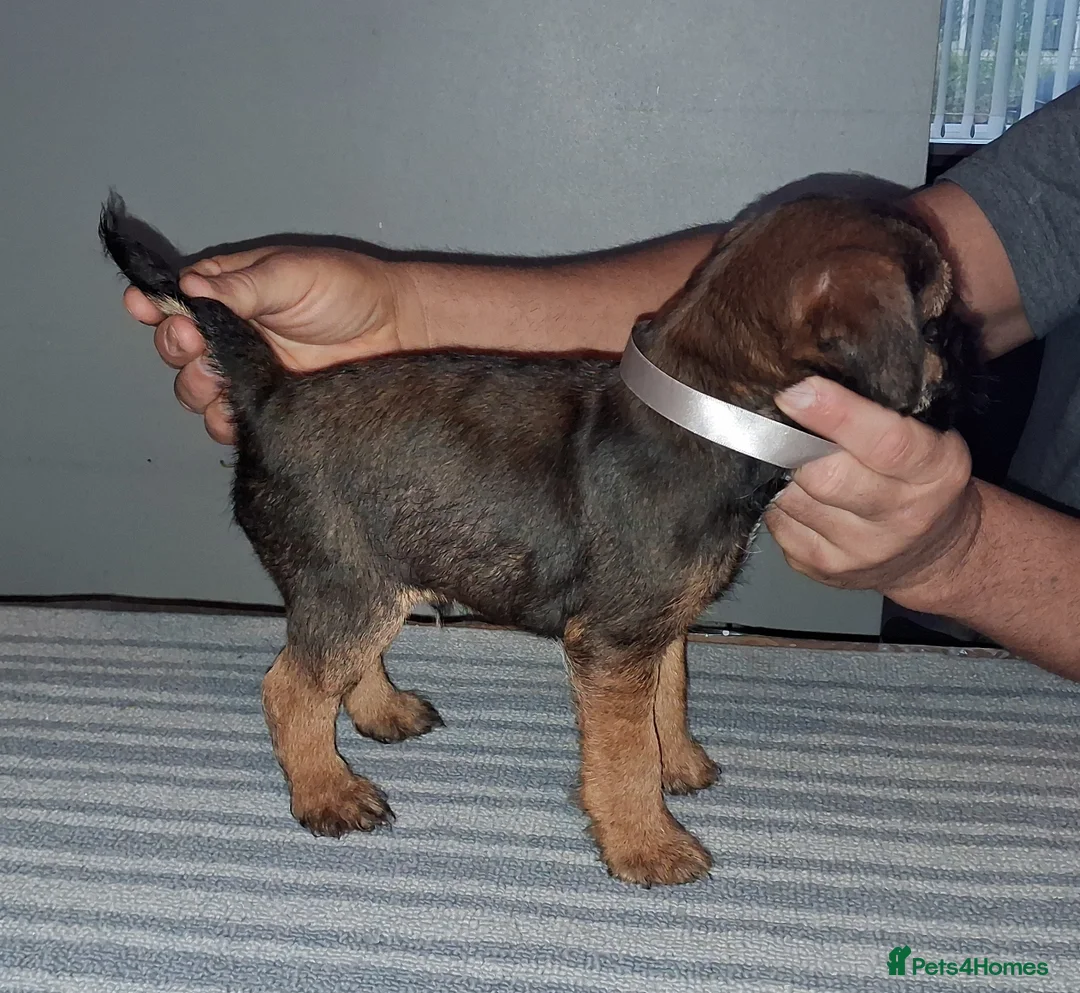 Border Terrier dogs for sale: Kc Reg Border Terrier Puppies  - Advert 5