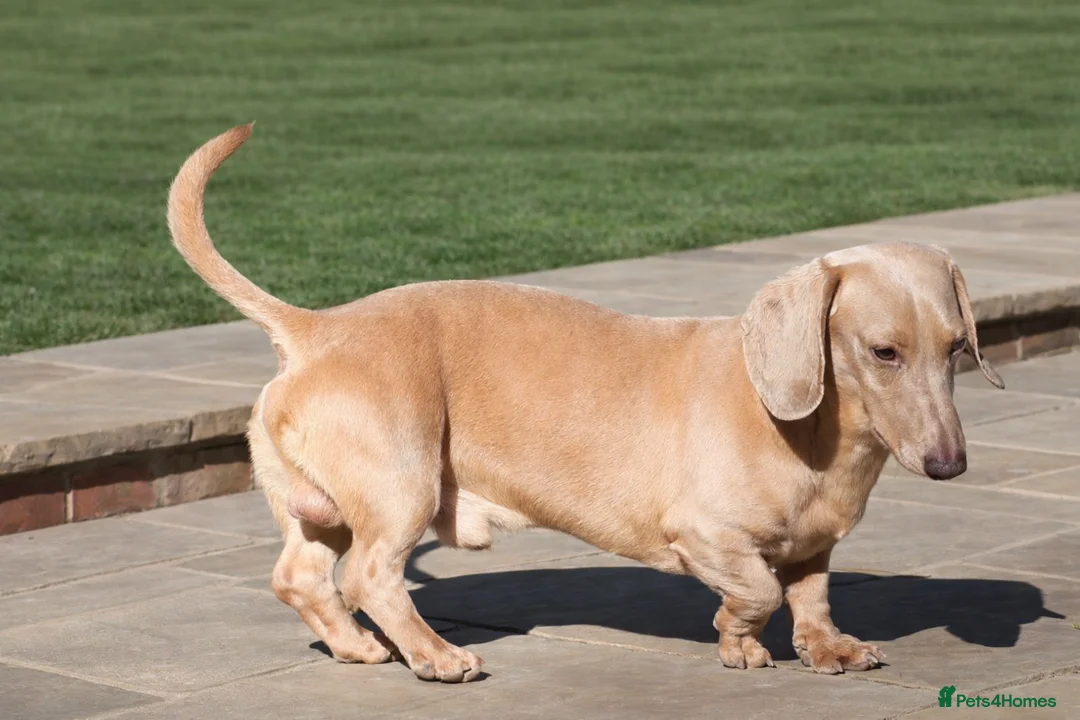 Miniature Dachshund dogs for stud: Cream e/e D/d B/b PRA Clear, Kc reg, Vet checked - Advert 17