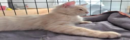 Maine Coon cats for sale: Rare Colour 3/4 Maincoon Ragdoll Mix Kitten - Advert 23