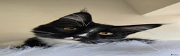 Maine Coon cats for sale: Maine Coon boy looking for forever home.  - Advert 1