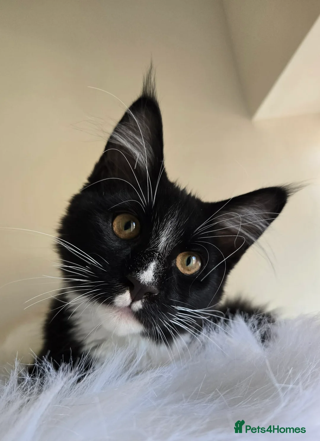 Maine Coon cats for sale: Maine Coon boy looking for forever home.  - Advert 1