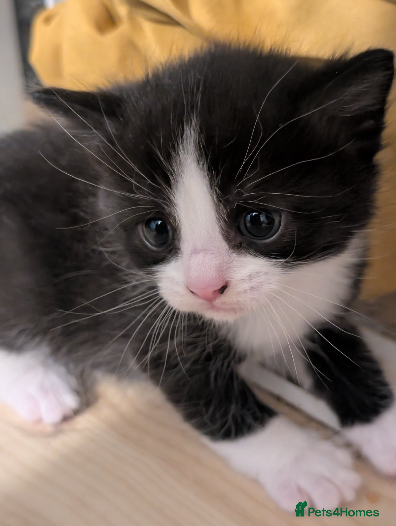 Domestic Shorthair cats 3 kittens left looking for their forever home ♥️ - Advert 18