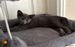 Mixed Breed cats for sale: Ready now! Oriental x British shorthair kittens - Image 29