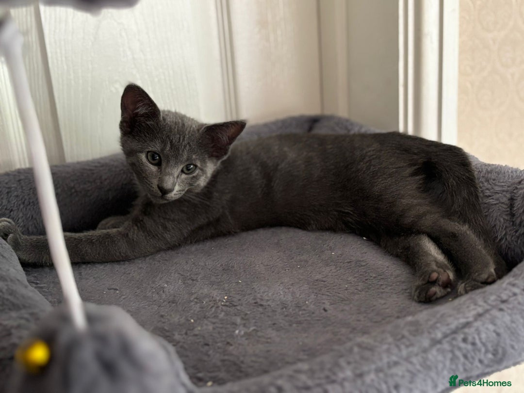 Mixed Breed cats for sale: Ready now! Oriental x British shorthair kittens - Image 29