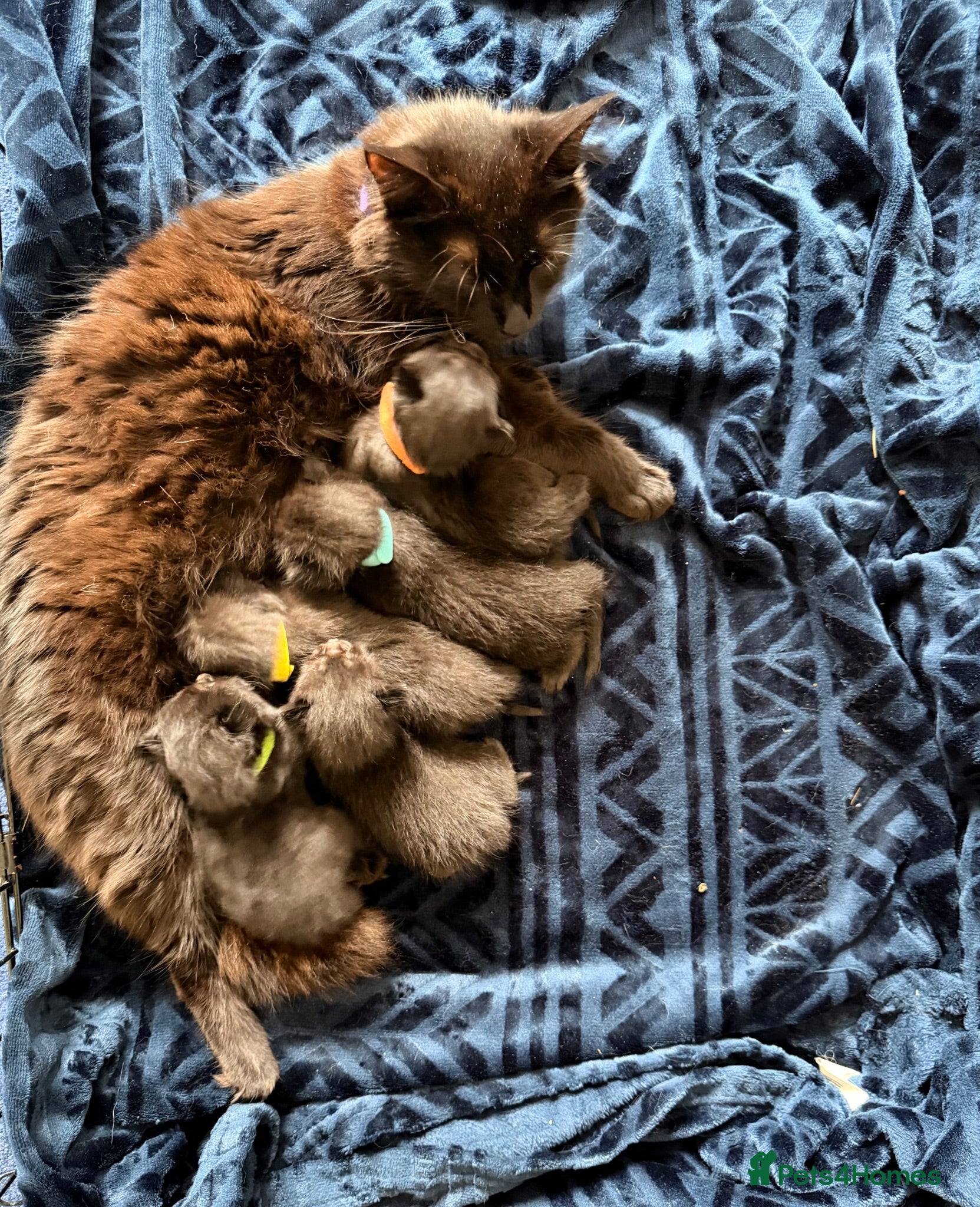 Mixed Breed cats 1/4 Maine coon cross mixed breed  - Advert 7