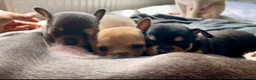Chihuahua dogs for stud: KC Registered Chihuahua Boy For Stud Use Only - Advert 4