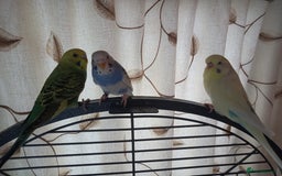 Budgerigars birds for sale: Budgies and set up  - Image 3