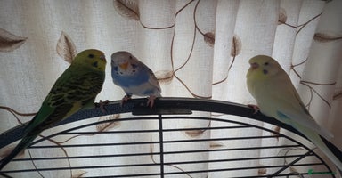 Budgerigars birds - Advert 9