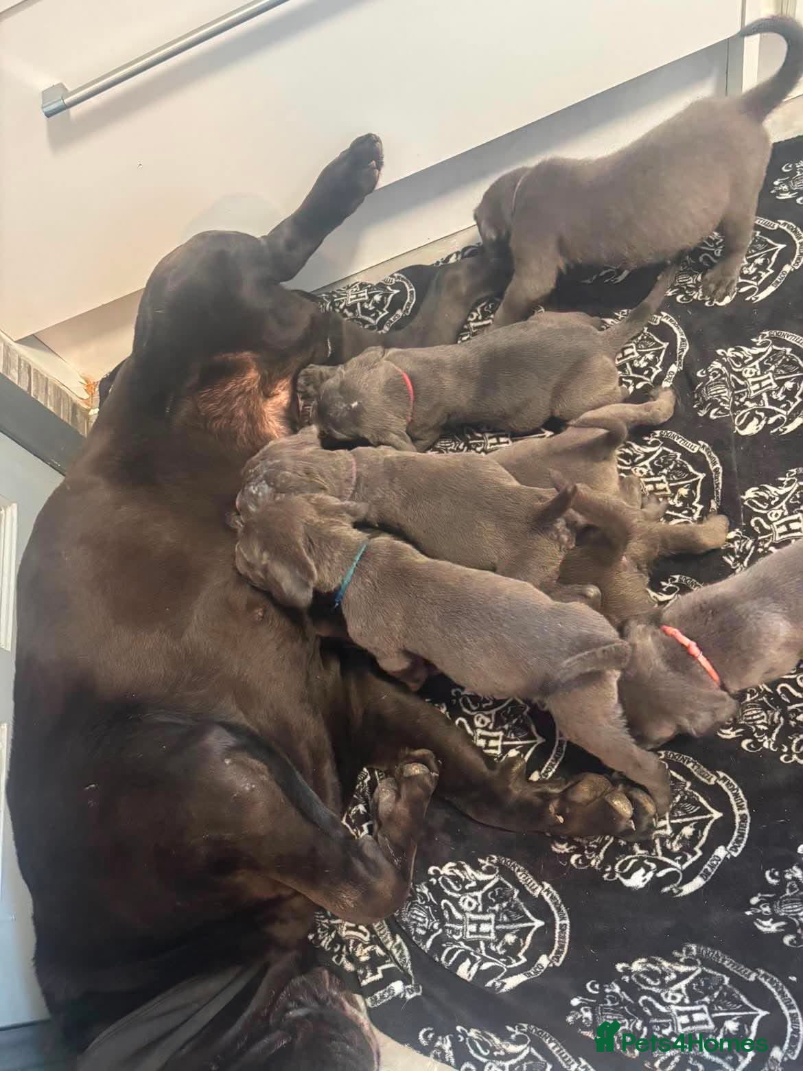 Cane Corso dogs BLUE CANE CORSO PUPS!!! - Advert 1