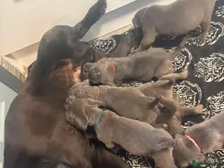 Cane Corso dogs BLUE CANE CORSO PUPS!!! - Advert 1