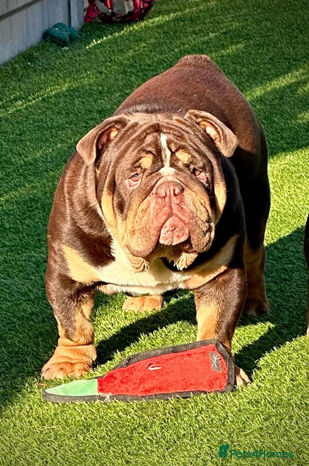 English Bulldog dogs for stud: Grandson of the Legendary City’s Ace  in London - Advert 12