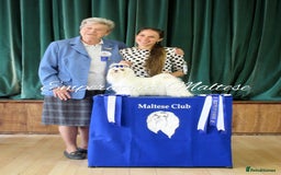 Maltese dogs for sale: Tiny KC Reg. Korean Line Maltese- by Emperatrice - Image 31