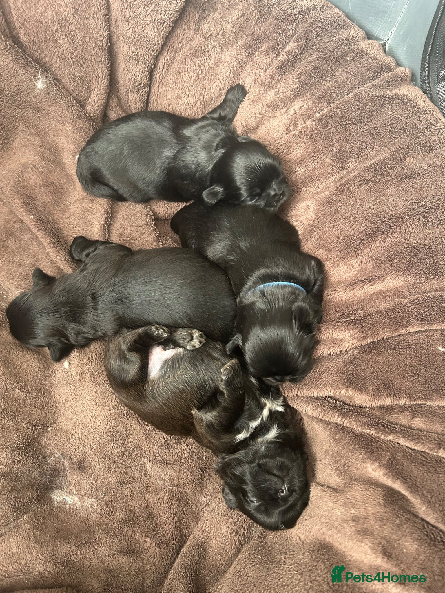 Shih Tzu dogs for sale: Full pedigree imperial Shih ztu - Advert 16