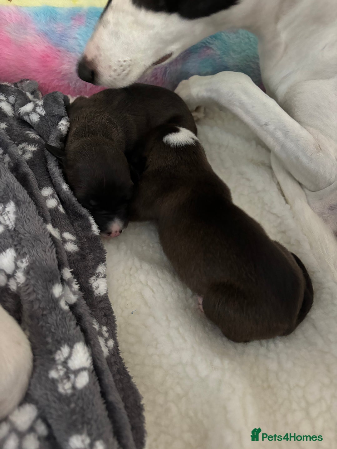 Whippet dogs for sale: KC Whippet Pups for sale  - Advert 6