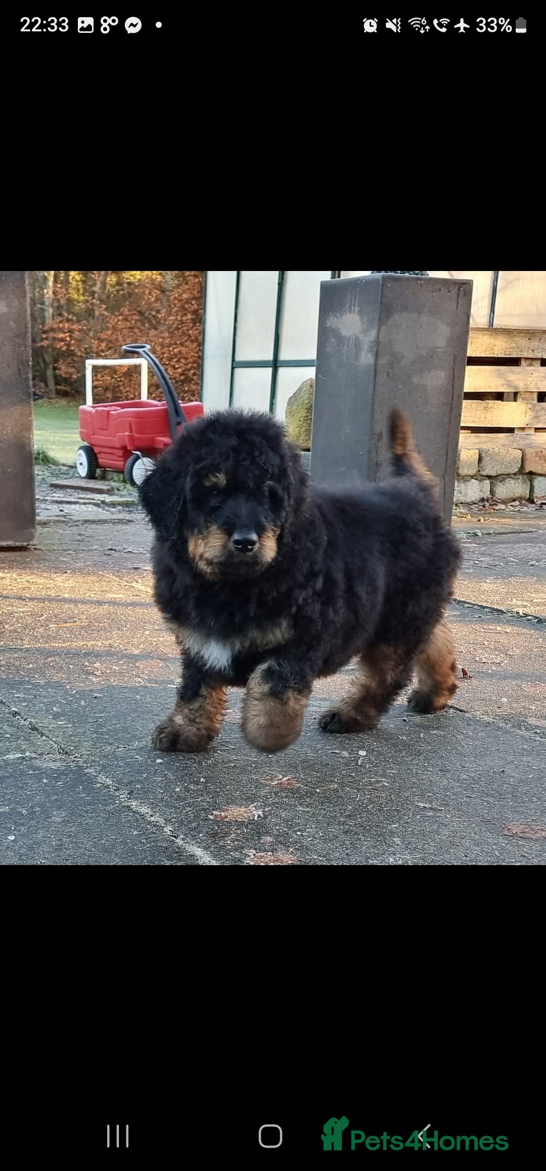 Bernedoodle dogs for sale: Exceptional Quality ❤️ Health tested  - Advert 2