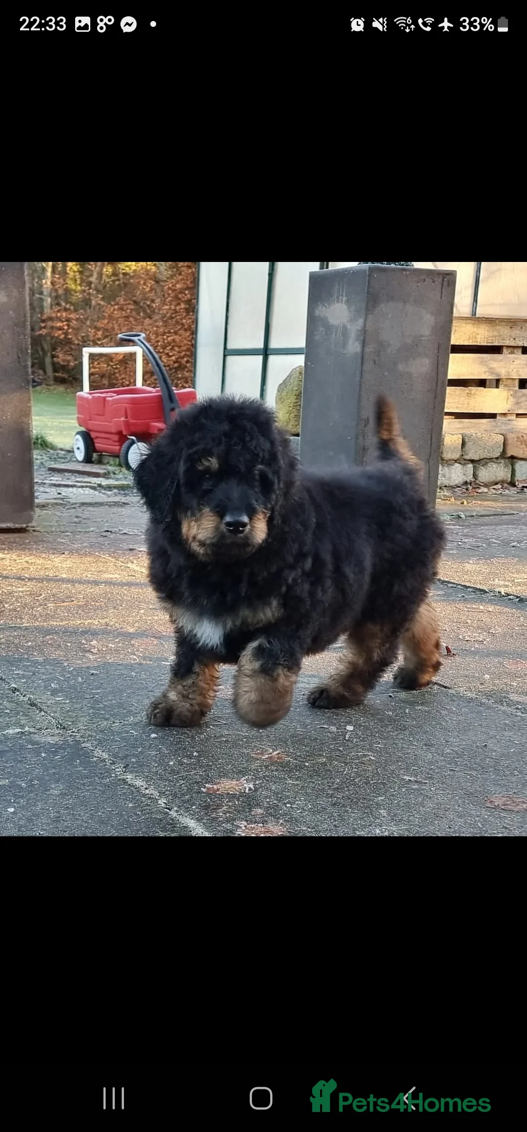 Bernedoodle dogs for sale: Sold 💙 - Advert 10