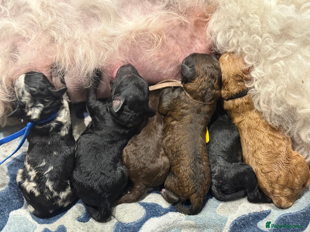 Bernedoodle dogs for sale: Miniature F1bs Bernedoodle  - Image 3