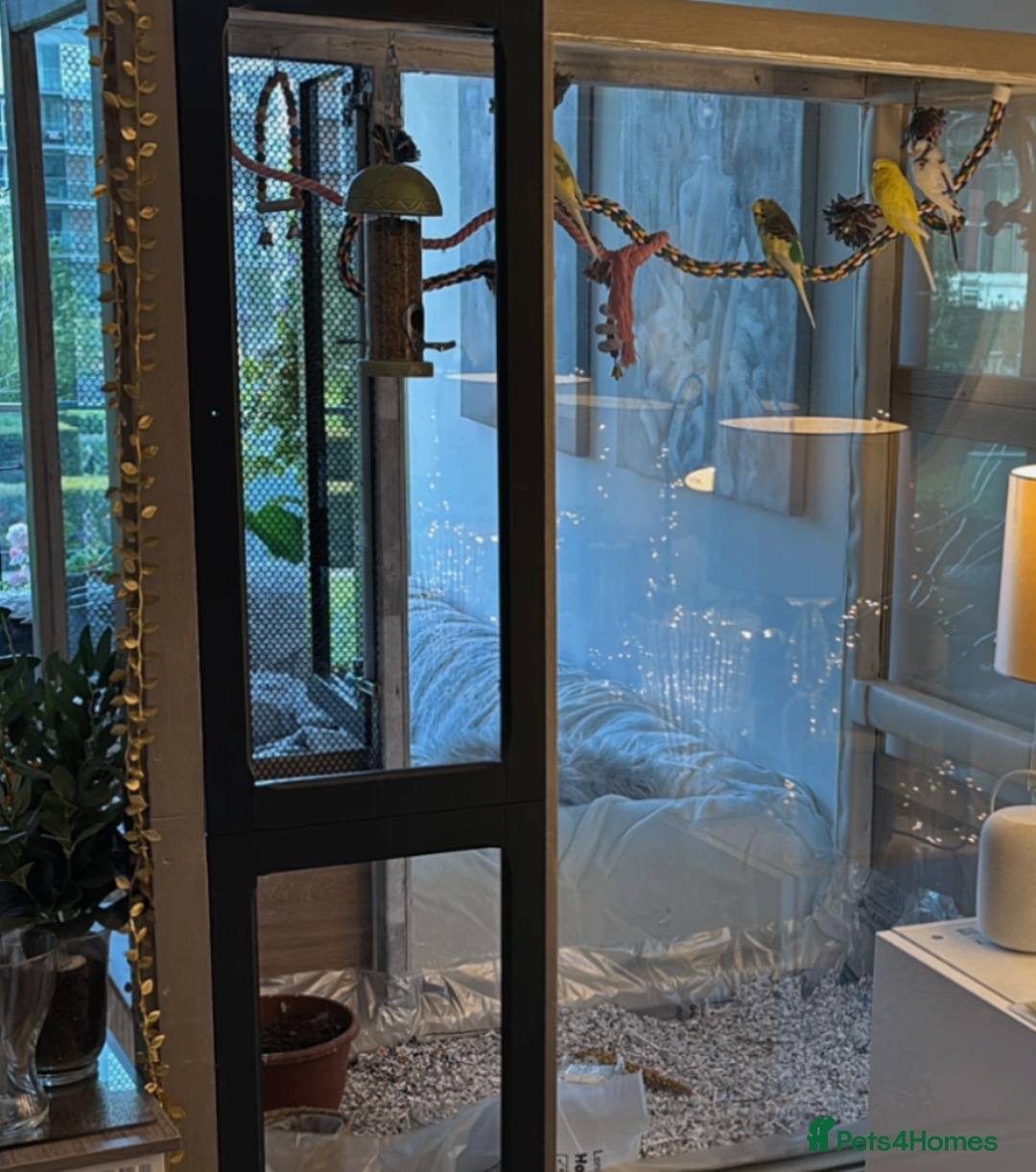 Budgerigars birds for sale: 5 Budgies and an aviary for sale - Advert 8