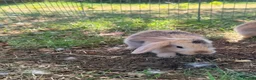 Mini Lop rabbits for sale: Pure Mini lops 6 weeks old - Advert 13
