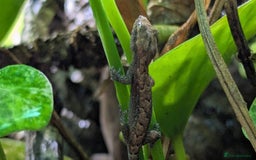 Gecko reptiles for sale: Mourning Gecko's (Lepidodactylus lugubris) - Image 5