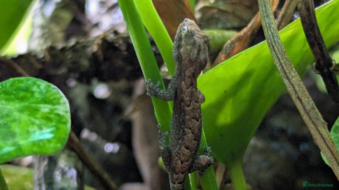 Gecko reptiles for sale: Mourning Gecko's (Lepidodactylus lugubris) - Image 5