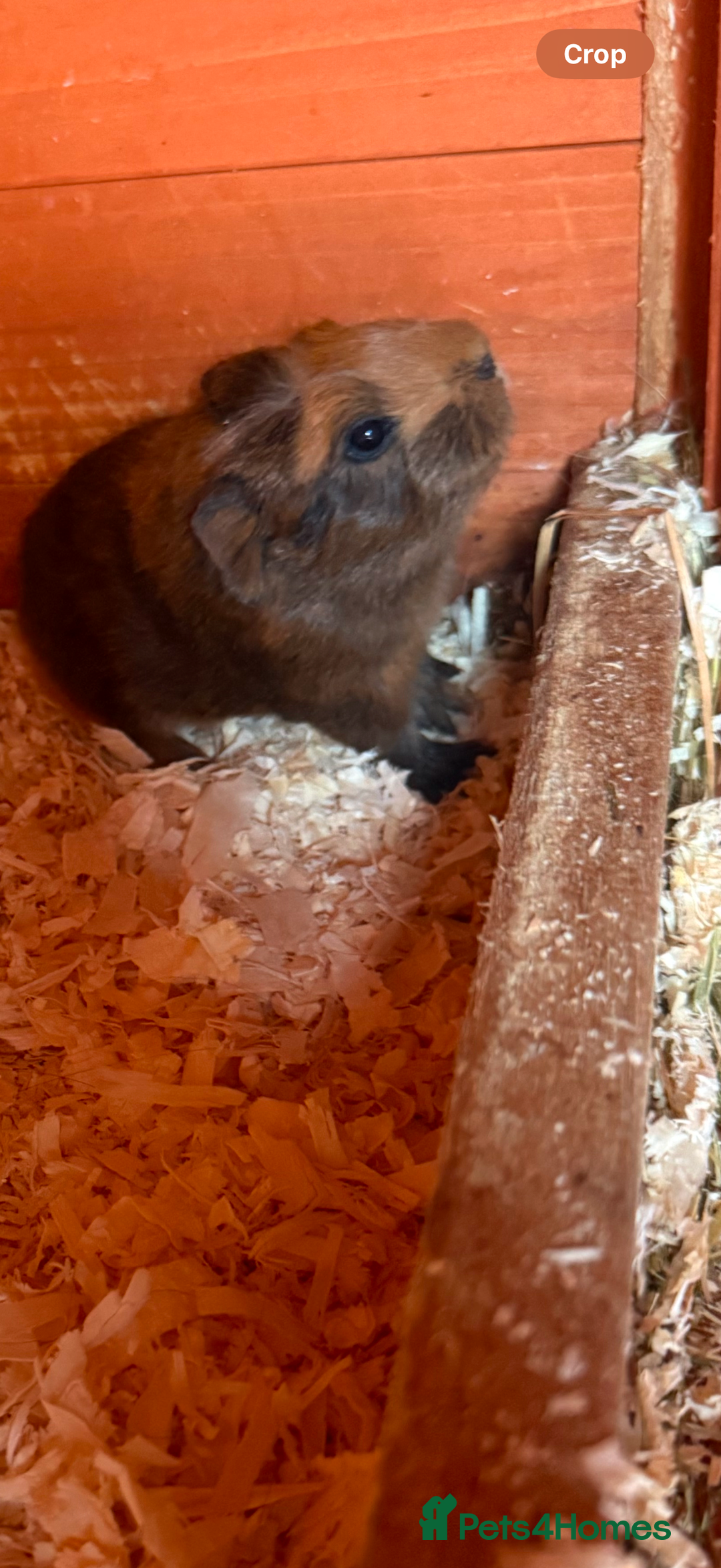 Guinea Pig rodents for sale: Baby boar brothers  - Image 2