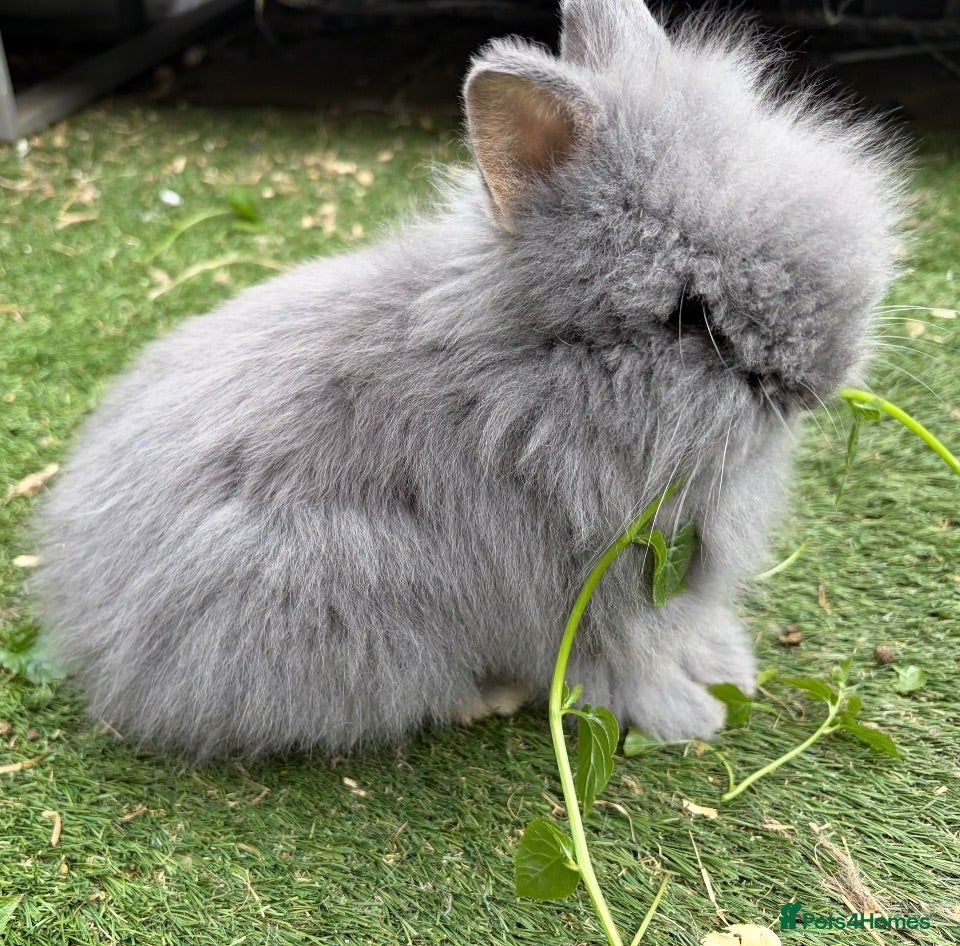 Lionhead rabbits Fluffy double mane lion head rabbits for sale  - Advert 4