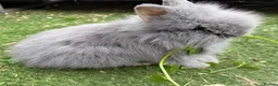 Lionhead rabbits for sale: Fluffy double mane lion head rabbits for sale  - Advert 1