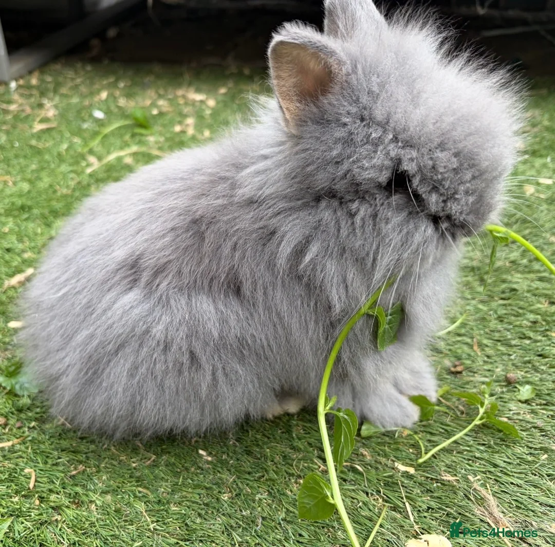 Lionhead rabbits for sale: Fluffy double mane lion head rabbits for sale  - Advert 1