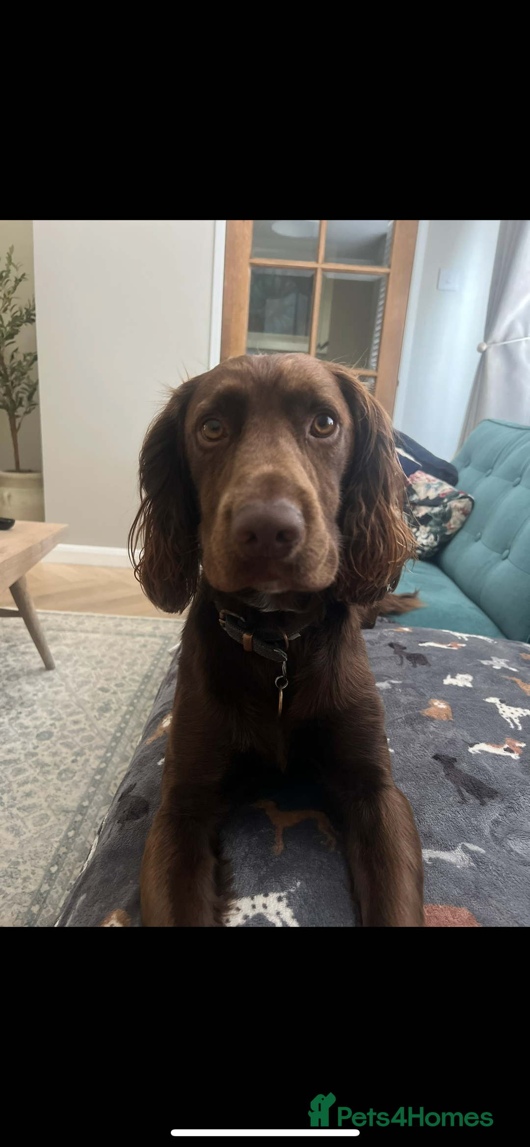 Cocker Spaniel dogs for stud: Cocker spaniel stud - Advert 4