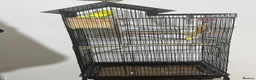 Budgerigars birds for sale: Pair of Budgies for Sale with Cage in Halifax - Advert 3