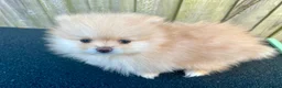Pomeranian dogs for sale: Adorable, KC Registered Pomeranian Puppies in Colchester - Advert 3