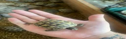 Tortoise reptiles for sale: Spur Thighed Tortoises  in Worthing - Advert 4